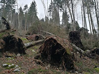 Maltempo, le piante abbattute diventano alberi di Natale