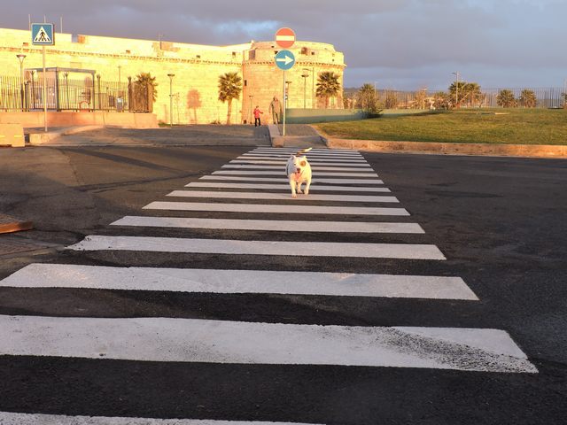 Strisce pedonali (foto Mauro Mari)