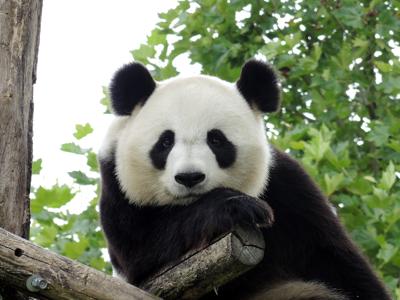 Il panda gigante non &egrave; pi&ugrave; a rischio