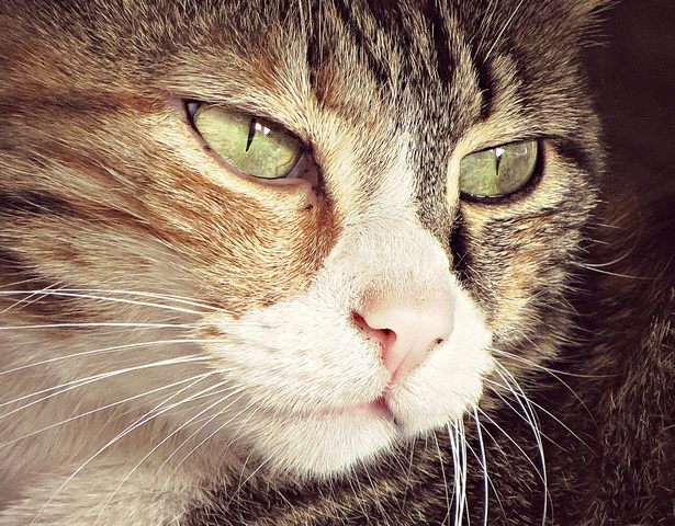 Il gatto (foto Monica Volpi)