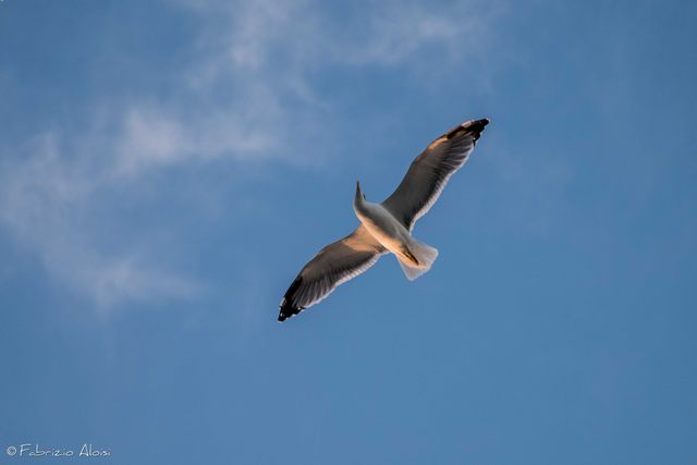 Seagull freedom (foto Fabrizio Aloisi)