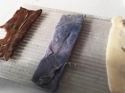 Scoby-skin, bio-pelle sensibile generata dai batteri