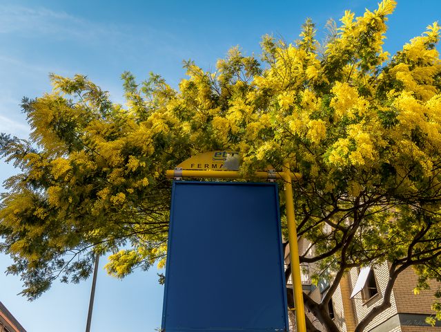 Fermata Mimosa (foto Tedeschi Marcello)