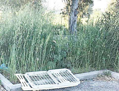 Via Galtelli, l&rsquo;erba &lsquo;&lsquo;sfratta&rsquo;&rsquo; i bambini