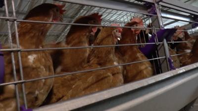 Allevate in gabbia ancora pi&ugrave; di una gallina su due