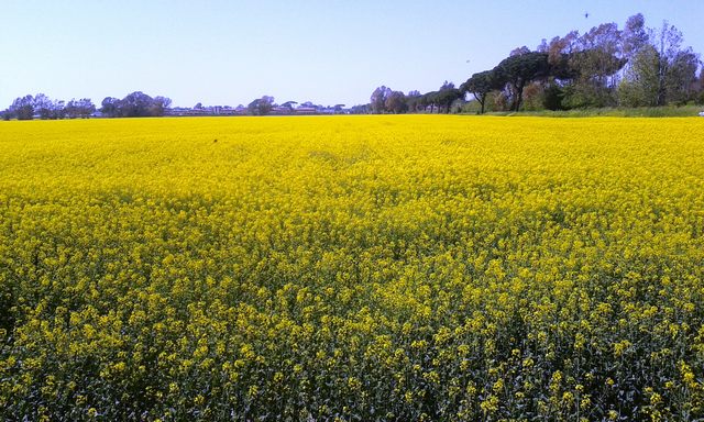 Torrinpietra in fiore (foto Rosario Sasso)