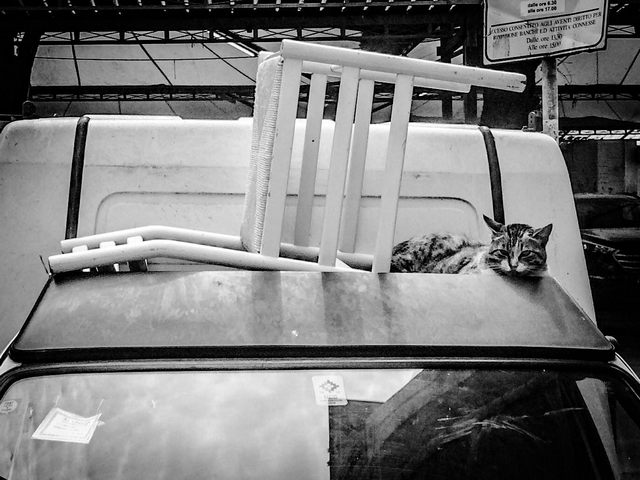 La sedia e il gatto (foto Elisa La Malfa)