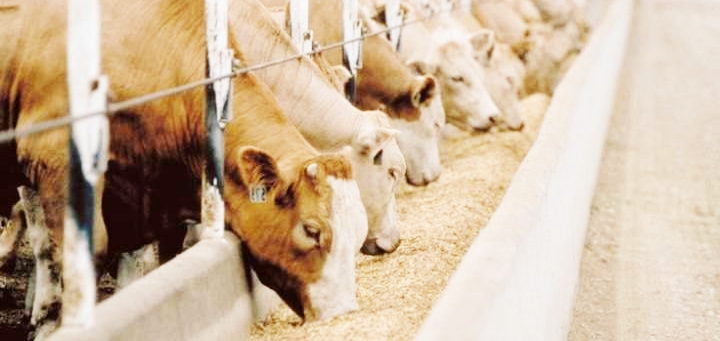 Aral, la politica difende i dipendenti