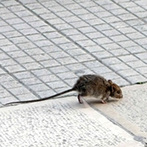 Chiusa per topi la scuola dell'Infanzia "Galileo Galilei"