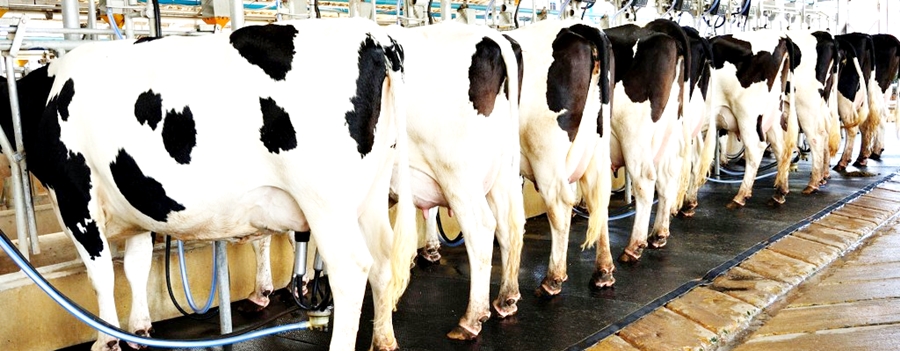 I cinesi vogliono il latte di Testa di lepre, allevatori divisi