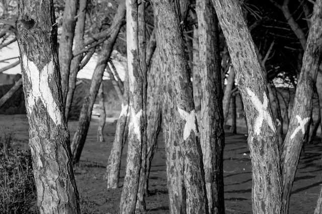 Alberi alla frasca (foto Raffaele Ballirano)