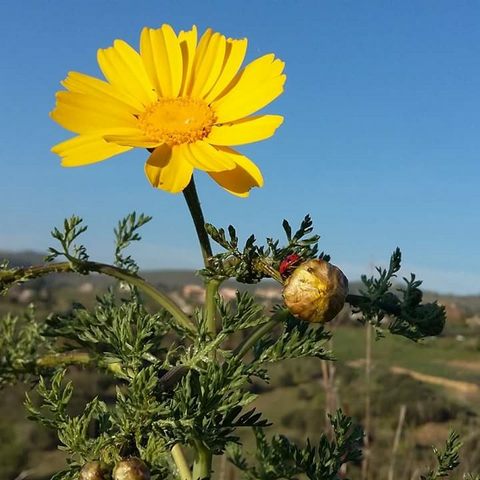 La primavera (foto Alessandro Pernici)