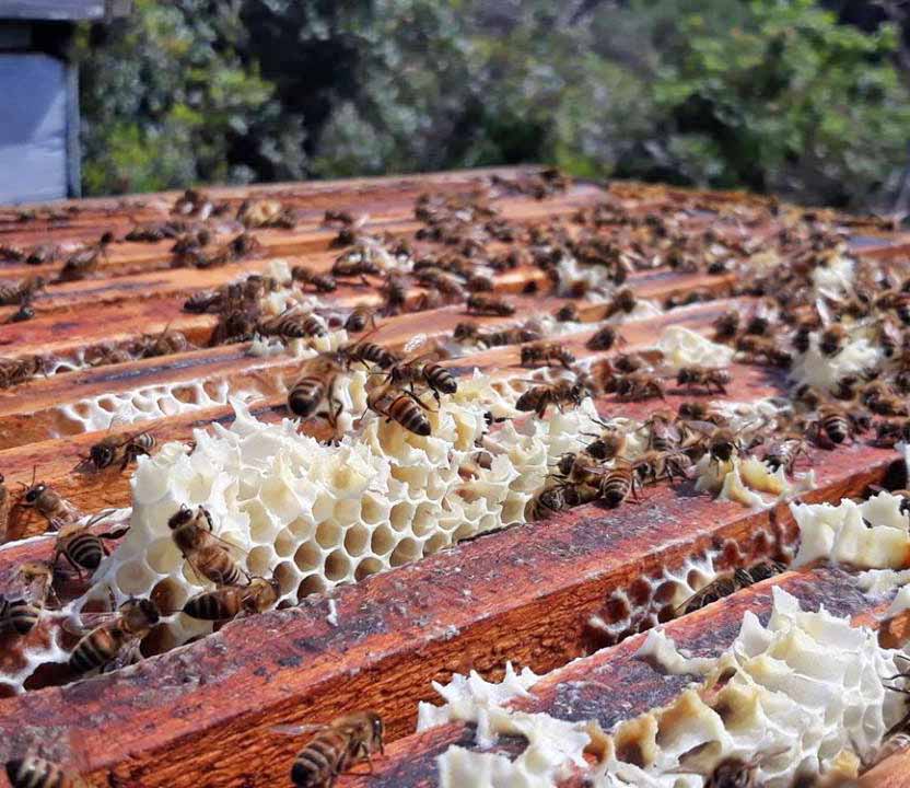 Il Fuco e l&rsquo;Operaia conquista la Goccia d&rsquo;Oro al concorso Grandi Mieli D&rsquo;Italia 2018