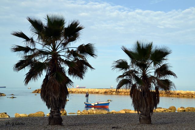 Le palme (foto Giovanni Canu)