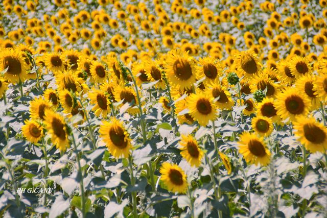 I girasoli (foto Giovanni Canu)