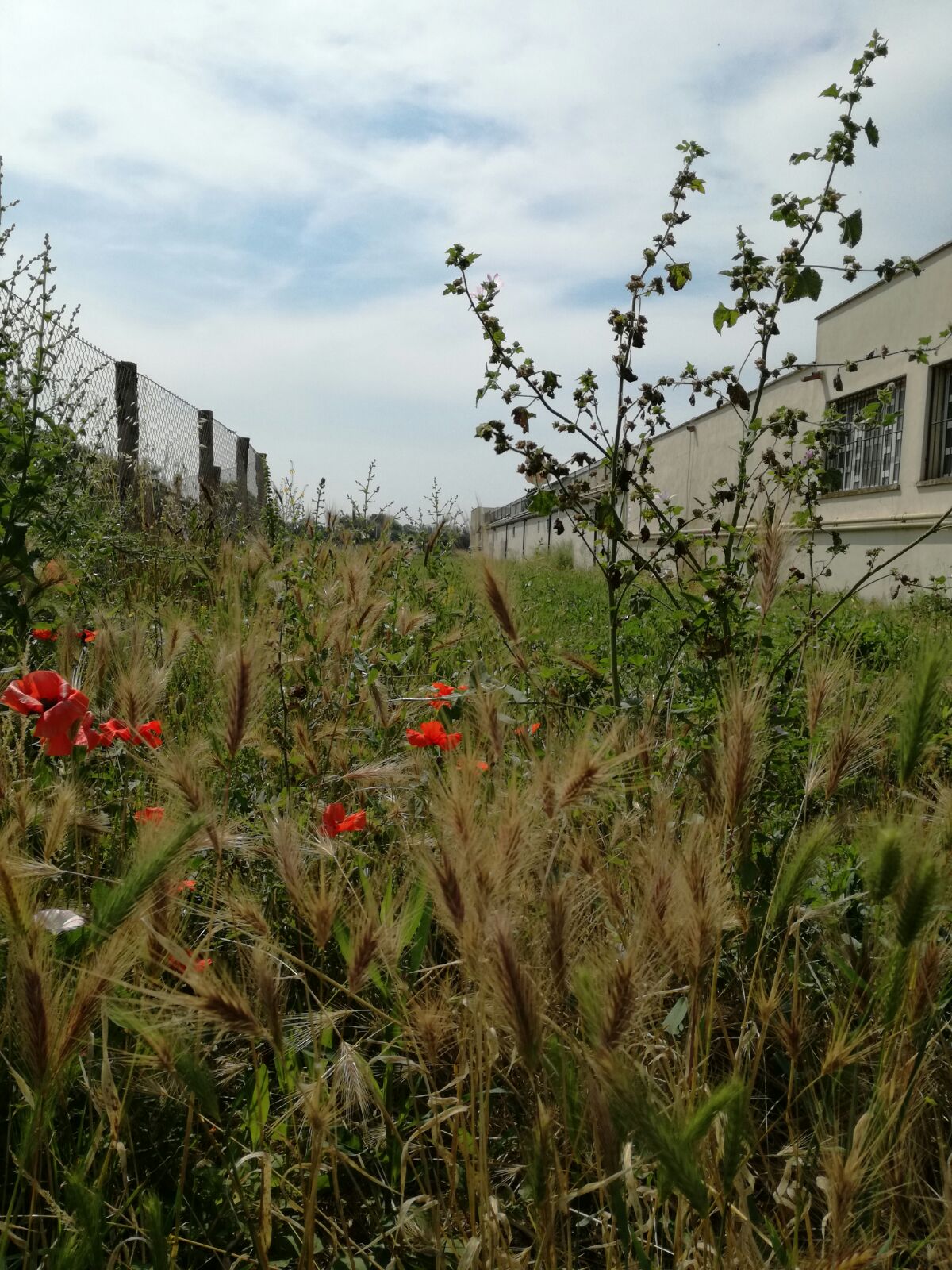 Incuria e degrado, rischio incendio all'hotel Le Tamerici