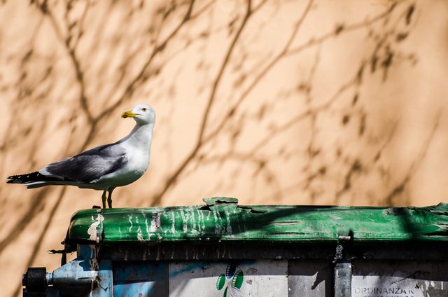 Er monnezzaro (foto Enrico Paravani)