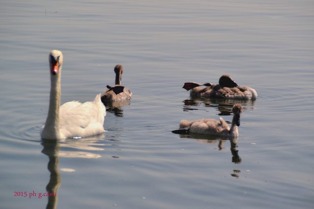 Bracciano (foto Giovanni Canu)