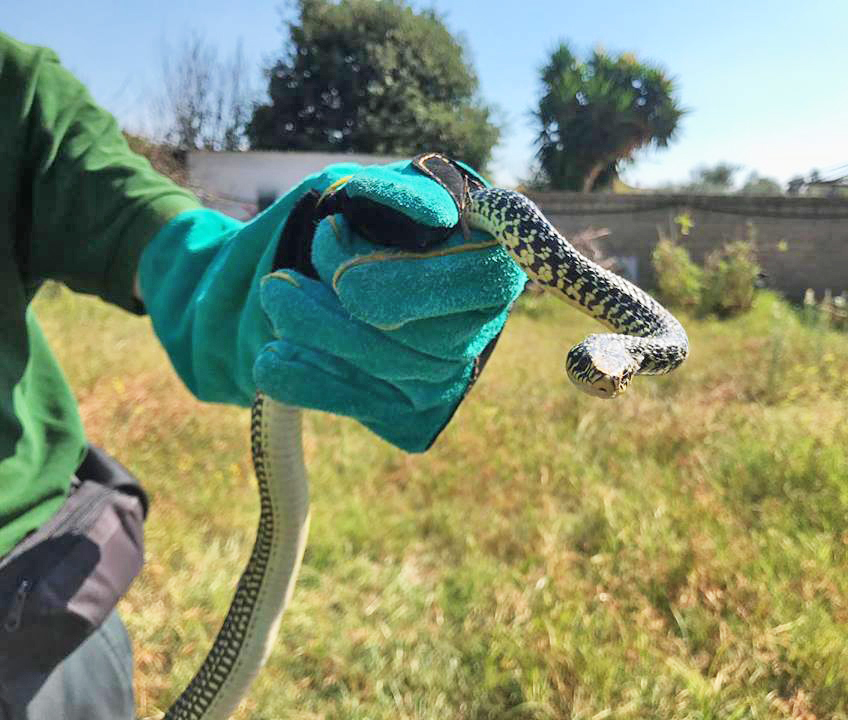 Innocuo e non velenoso il serpente  recuperato dalle guardie ecozoofile