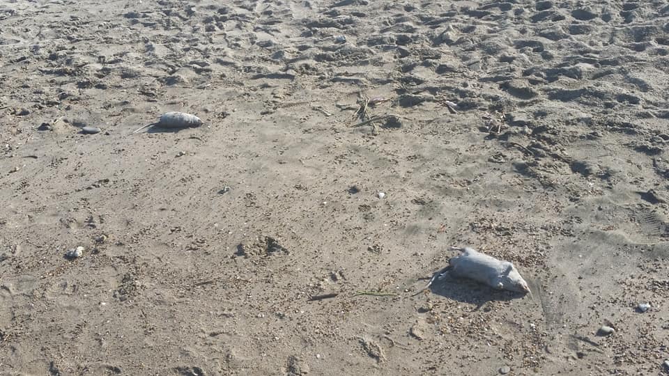 Topi morti sulle spiagge di Cerveteri e Ladispoli
