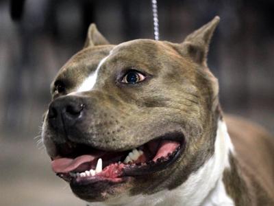 ''Me state a fa' agita' er cane, ve se magna'' e lo aizza contro polizia