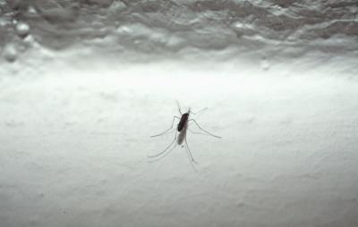 "Virus Zika, emergenza di salute internazionale"