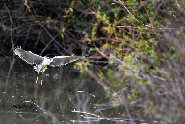 Nitticora (foto Giovanni Canu)