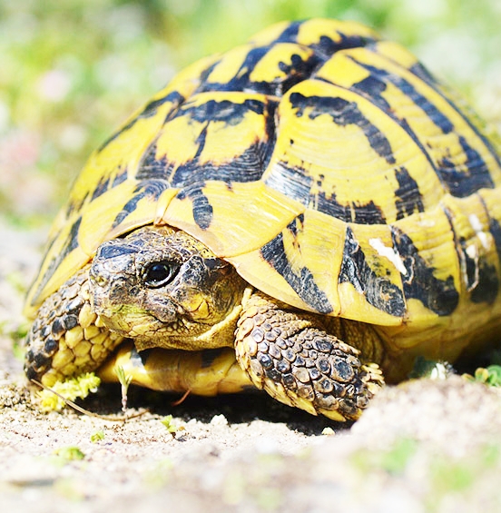 Fossili viventi a Macchiagrande
