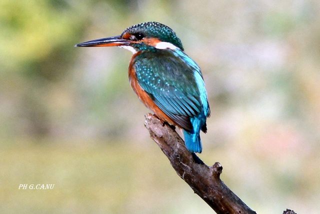 Martin pescatore (foto Giovanni Canu)