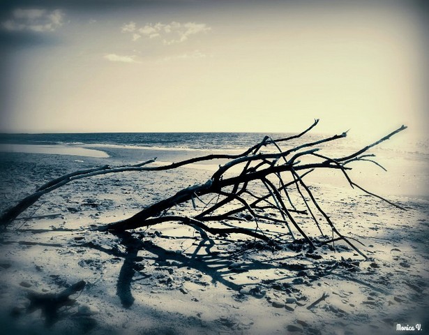 Il mare e le sue sfumature (Monica Volpi)