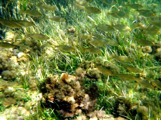 Passeggiando fra le alghe (foto Pina Irato)