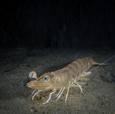 Montalto, rilasciate in mare migliaia di giovani mazzancolle