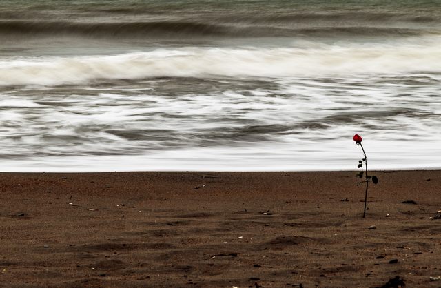 Rosa solitaria (foto Alessio Lucaroni)