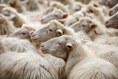 Dalla Sardegna ecco lana e sughero ‘‘mangia-petrolio’’