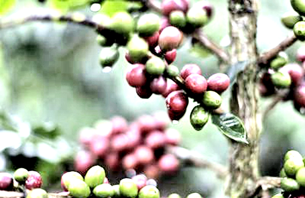 Clima, a rischio la met&agrave; delle coltivazioni mondiali di caff&egrave;