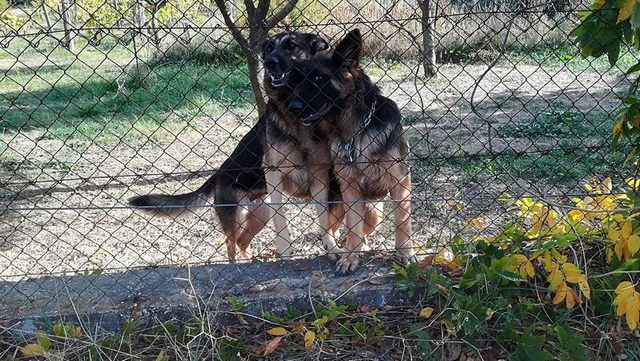 Due pastori tedeschi scomparsi misteriosamente il 23 dicembre da Santa Lucia – via Tirso