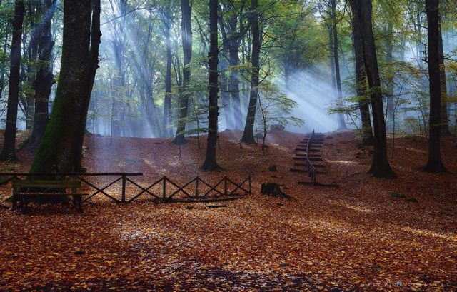 La luce nel bosco (foto Marcello Tedeschi)