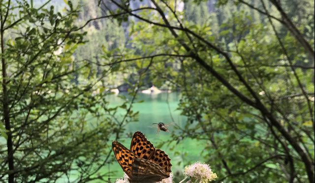 Lago di Tovel (foto Domenico Pischedda)