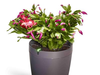 Ecco il vaso hi-tech e il ‘‘giardino connesso’’