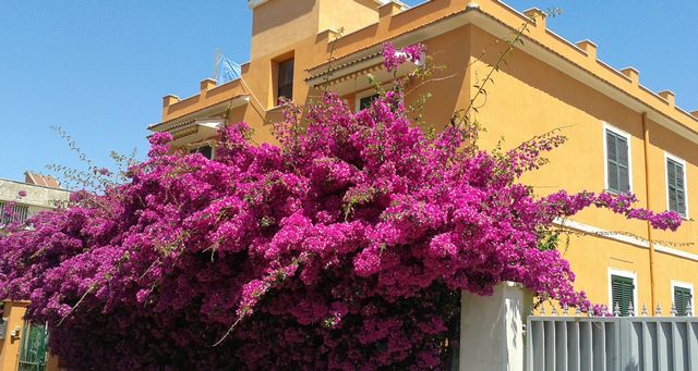 Bouganville a Ladispoli (foto Roberto Sasso)