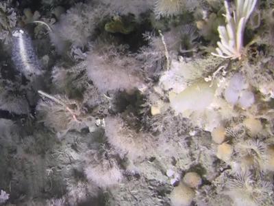 Oceano Antartico, fondali ricchi di vita ma vulnerabili