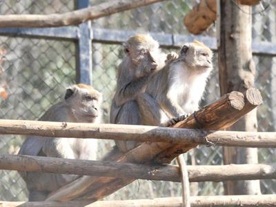 Una casa all&rsquo;aria aperta per i macachi