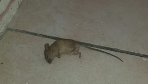 Topi a scuola, chiuso il plesso di Borgo San Martino