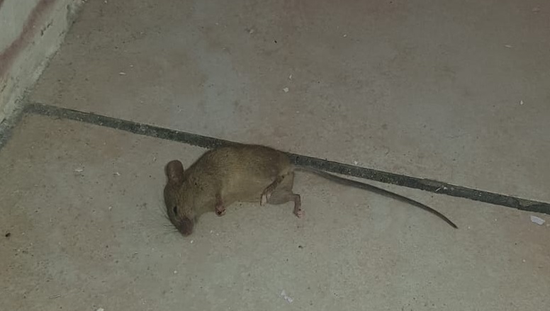 Topi a scuola, chiuso il plesso di Borgo San Martino