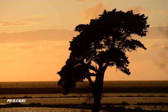 Albero al tramonto (foto Giovanni Canu)