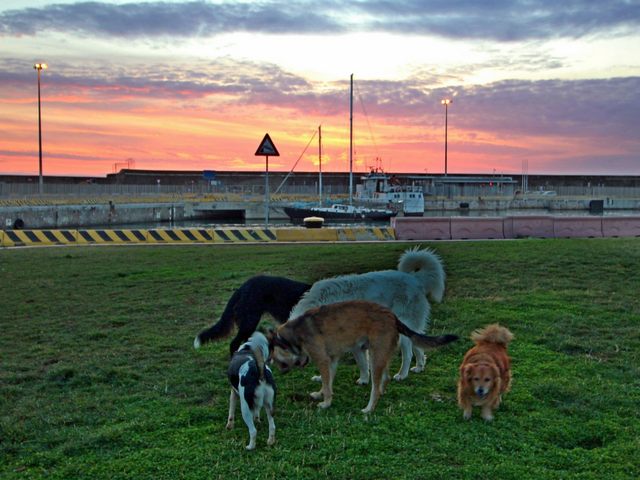 Una combriccola (foto Mauro Mari)