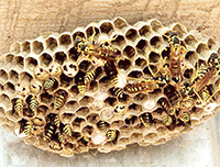 Nido di vespe nella scuola elementare