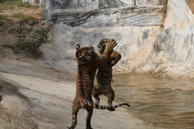 The eye of the tiger (foto Alessio Lucaroni)