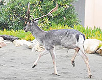 Un altro daino travolto e ucciso