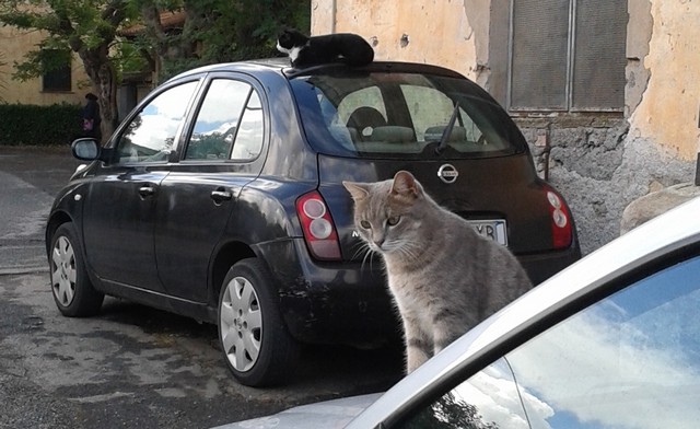Gatti (foto Rosario Sasso)